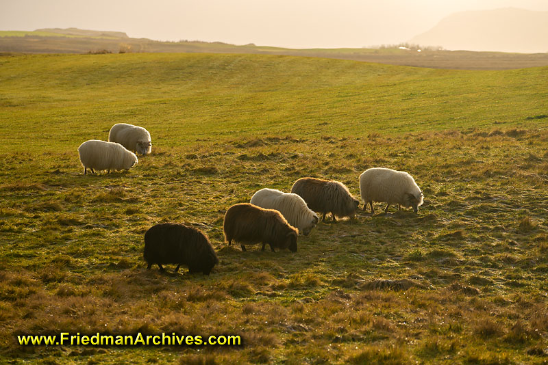 grazing,farming,husbandry,livestock,sheep,countryside,landscape,wool,